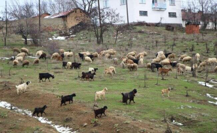 Çobanların zorlu kış mesaisi başlıyor