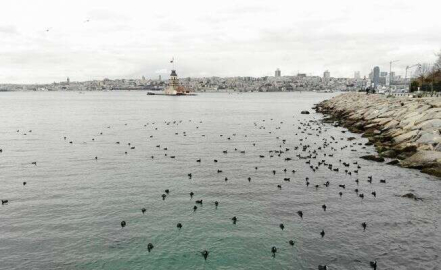 Kız kulesinde karabatakların masalsı dansı havadan görüntülendi