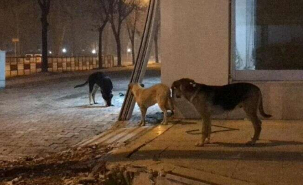 Kullanılıp yere atılan maske ve eldivenler tehlike saçıyor