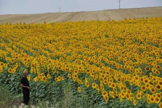 Kars’ta tarlalar sarıya boyandı