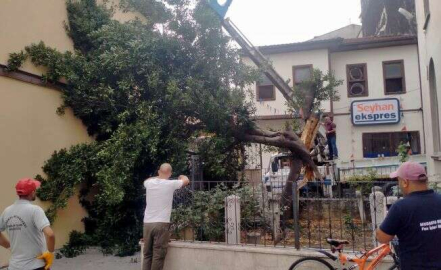 Mudanya'da türbe içindeki ağaç ikiye bölündü